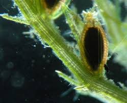 Attēlu rezultāti vaicājumam “Chara aspera”