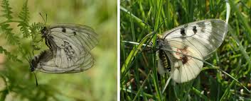 Attēlu rezultāti vaicājumam “Parnassius mnemosyne underside”
