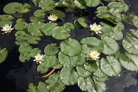 Attēlu rezultāti vaicājumam “Nymphaea candida leaf”