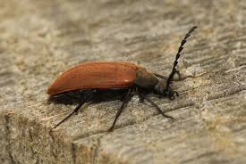 Attēlu rezultāti vaicājumam “Pseudocistela ceramboides”