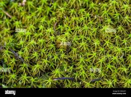 Attēlu rezultāti vaicājumam “Sphagnum platyphyllum”