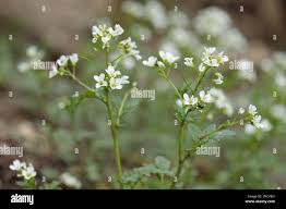 Attēlu rezultāti vaicājumam “Cardamine amara flower”