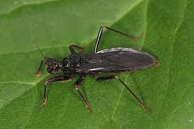 Attēlu rezultāti vaicājumam “Reduvius personatus”