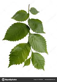 Attēlu rezultāti vaicājumam “Ulmus laevis leaf”