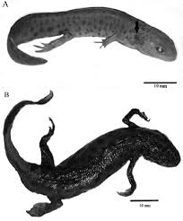 Attēlu rezultāti vaicājumam “Triturus vulgaris female”