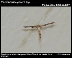 Attēlu rezultāti vaicājumam “Pterophoridae”