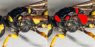 Attēlu rezultāti vaicājumam “Cerceris arenaria”