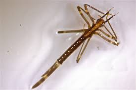 Attēlu rezultāti vaicājumam “Calopterygidae”