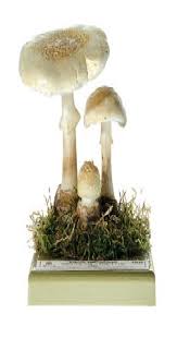 Attēlu rezultāti vaicājumam “Amanita citrina”