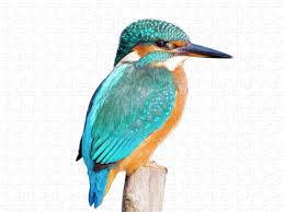 Attēlu rezultāti vaicājumam “Alcedo atthis”