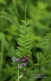 Attēlu rezultāti vaicājumam “Vicia sepium leaf”