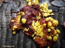 Attēlu rezultāti vaicājumam “Fuligo gyrosa plasmodium”