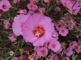 Attēlu rezultāti vaicājumam “Collaria rubens”