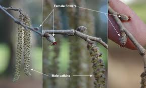 Attēlu rezultāti vaicājumam “Corylus colurna”