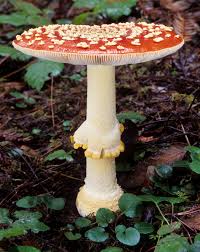 Attēlu rezultāti vaicājumam “Amanita muscaria”