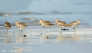 Attēlu rezultāti vaicājumam “Numenius phaeopus”