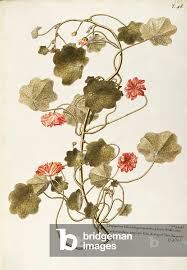 Attēlu rezultāti vaicājumam “Tropaeolaceae”