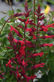 Image result for Salvia splendens