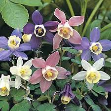 Image result for Aquilegia caerulea