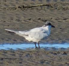 Image result for Gelochelidon nilotica