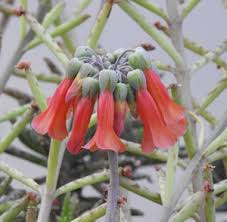 Attēlu rezultāti vaicājumam “Schisandra chinensis flower”
