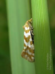 Attēlu rezultāti vaicājumam “Aethes margaritana”