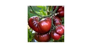 Afbeeldingsresultaat voor black elephant tomato