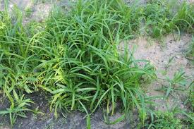 Attēlu rezultāti vaicājumam “Scirpus sylvaticus bud”