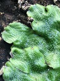 Attēlu rezultāti vaicājumam “Conocephalum”