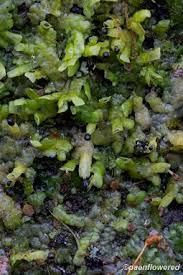 Attēlu rezultāti vaicājumam “Radula complanata sporophyte”
