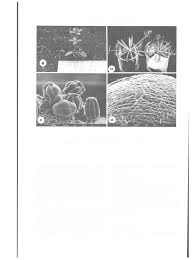 Attēlu rezultāti vaicājumam “Geocrypta galii”