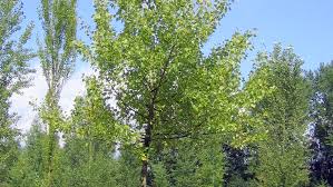 Attēlu rezultāti vaicājumam “Populus nigra”