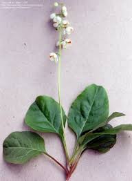 Attēlu rezultāti vaicājumam “Pyrola rotundifolia leaf”