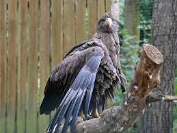 Image result for Haliaeetus albicilla