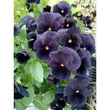 Image result for Viola wittrockiana