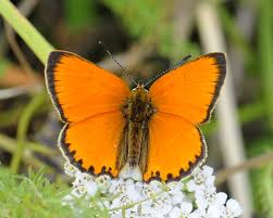 Attēlu rezultāti vaicājumam “Lycaena virgaureae”