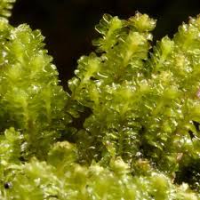 Attēlu rezultāti vaicājumam “Diplophyllum albicans”