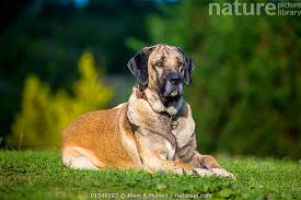 Attēlu rezultāti vaicājumam “Canis lupus familiaris”