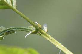 Attēlu rezultāti vaicājumam “Psylla alni”