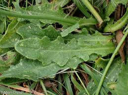 Attēlu rezultāti vaicājumam “Hypochaeris radicata leaf”