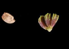 Attēlu rezultāti vaicājumam “Alisma gramineum flower”