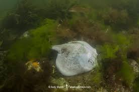 Image result for Leucoraja erinaceus