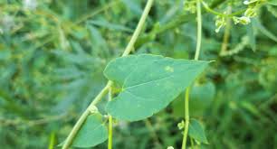 Attēlu rezultāti vaicājumam “Fallopia dumetorum”