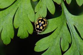Attēlu rezultāti vaicājumam “Propylea quatuordecimpunctata”