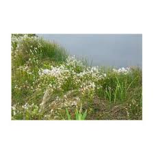 Attēlu rezultāti vaicājumam “Trichophorum alpinum fruit”