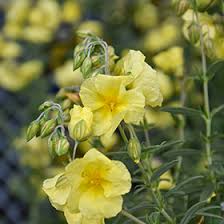 Attēlu rezultāti vaicājumam “Helianthemum nummularium”