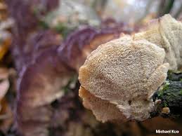 Attēlu rezultāti vaicājumam “Trichaptum abietinum”