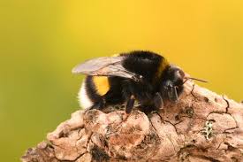 Attēlu rezultāti vaicājumam “Bombus terrestris”