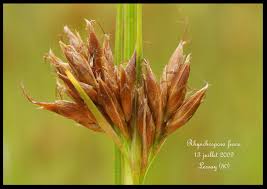 Attēlu rezultāti vaicājumam “Rhynchospora fusca”