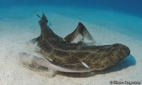 Image result for Squatina squatina